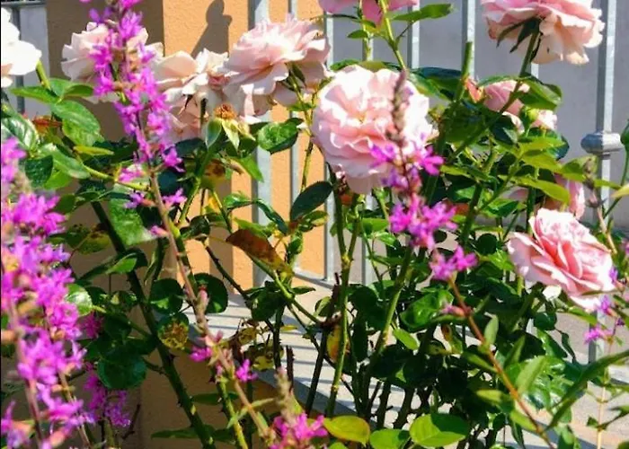 Apartament Elicriso *