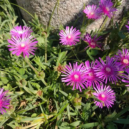 Elicriso Lejlighed *