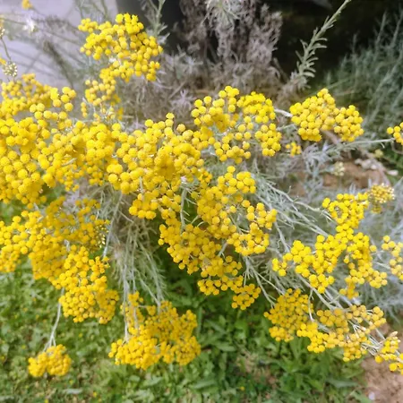 Elicriso Lejlighed